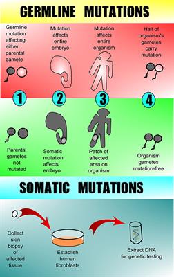 A Primer on a Comprehensive Genetic Approach to Vascular Anomalies